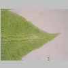 Leaf Apex 40er 01.jpg